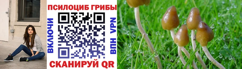 Псилоцибиновые грибы прущие грибы  Суворов 